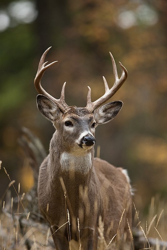 TC-Whitetail Bucks Fall-D01089-03127.jpg :: 10 pt Whitetail Buck alertly standing in open timber