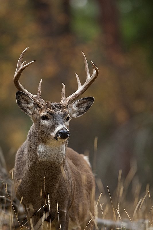 TC-Whitetail Bucks Fall-D01089-03132.jpg :: 10 pt Whitetail Buck alertly standing in open timber
