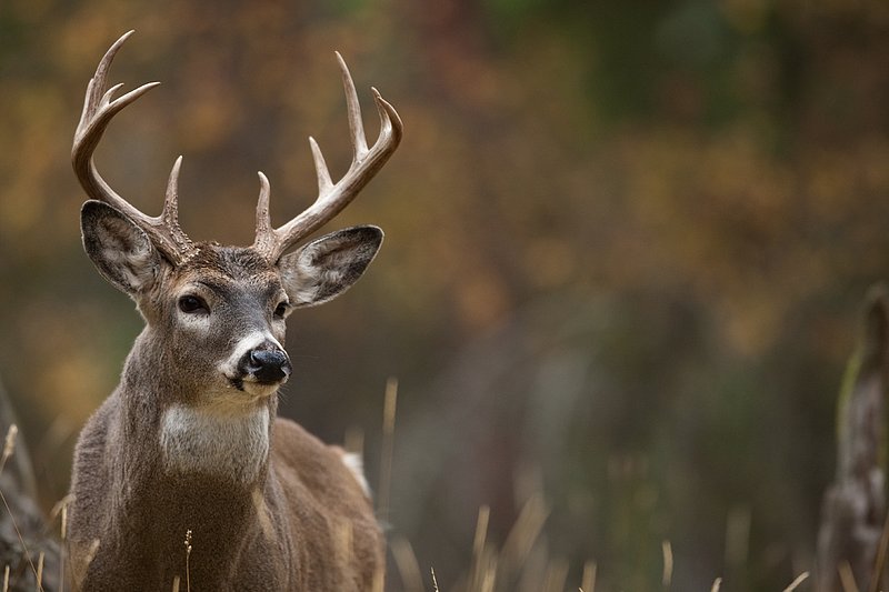 TC-Whitetail Bucks Fall-D01089-03135.jpg :: 10 pt Whitetail Buck alertly standing in open timber