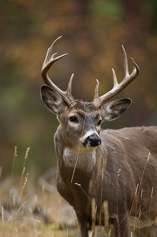 TC-Whitetail Bucks Fall-D01089-03139.jpg :: 10 pt Whitetail Buck alertly standing in open timber