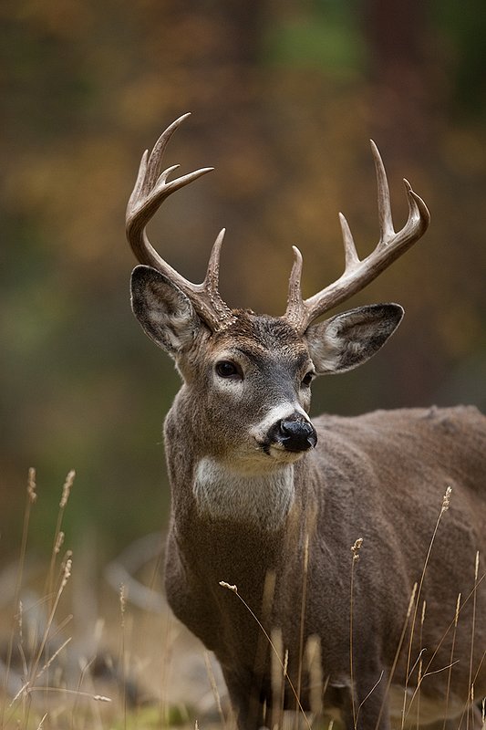 TC-Whitetail Bucks Fall-D01089-03145.jpg :: 10 pt Whitetail Buck alertly standing in open timber