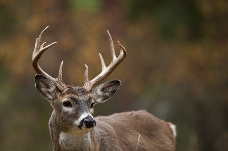 TC-Whitetail Bucks Fall-D01089-03146.jpg :: 10 pt Whitetail Buck alertly standing in open timber