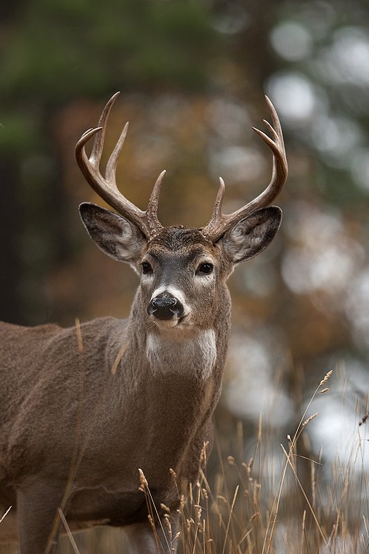 TC-Whitetail Bucks Fall-D01089-03148.jpg :: 10 pt Whitetail Buck alertly standing in open timber