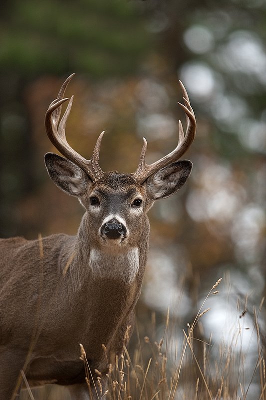 TC-Whitetail Bucks Fall-D01089-03152.jpg :: 10 pt Whitetail Buck alertly standing in open timber