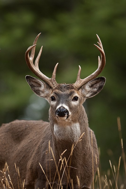 TC-Whitetail Bucks Fall-D01089-03156.jpg :: 10 pt Whitetail Buck alertly standing in open timber