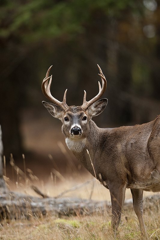 TC-Whitetail Bucks Fall-D01089-03159.jpg :: 10 pt Whitetail Buck alertly standing in open timber