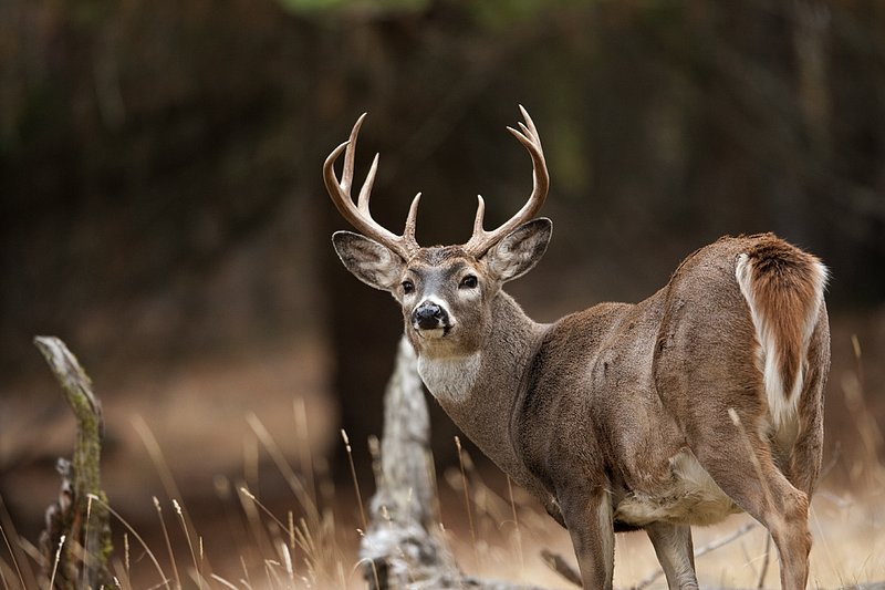 TC-Whitetail Bucks Fall-D01089-03160.jpg :: 10 pt Whitetail Buck alertly standing in open timber