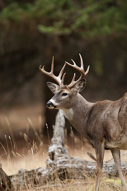 TC-Whitetail Bucks Fall-D01089-03163.jpg :: 10 pt Whitetail Buck alertly standing in open timber