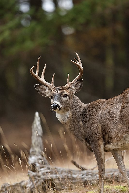 TC-Whitetail Bucks Fall-D01089-03168.jpg :: 10 pt Whitetail Buck alertly standing in open timber