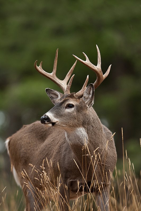 TC-Whitetail Bucks Fall-D01089-03172.jpg :: 10 pt Whitetail Buck alertly standing in open timber