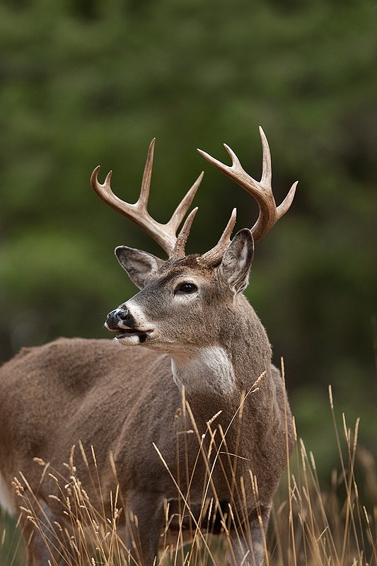 TC-Whitetail Bucks Fall-D01089-03176.jpg :: 10 Pt Whitetail Buck testing the wind/smelling while on alert in open forest