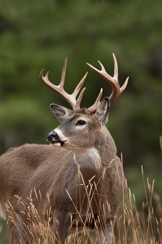 TC-Whitetail Bucks Fall-D01089-03179.jpg :: 10 Pt Whitetail Buck testing the wind/smelling while on alert in open forest