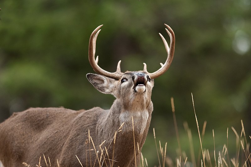TC-Whitetail Bucks Fall-D01089-03183.jpg :: 10 Pt Whitetail Buck (flehmening/lip curling) smelling the urine of a doe to determine if she is close/in estrus