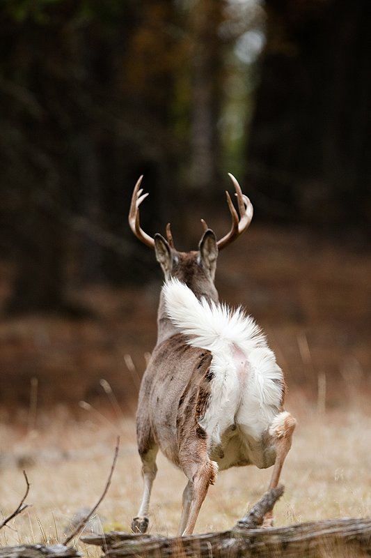 TC-Whitetail Bucks Fall-D01089-03187.jpg :: 10 PT Whitetail Buck running straight away into cover with his white tail (flag) waving