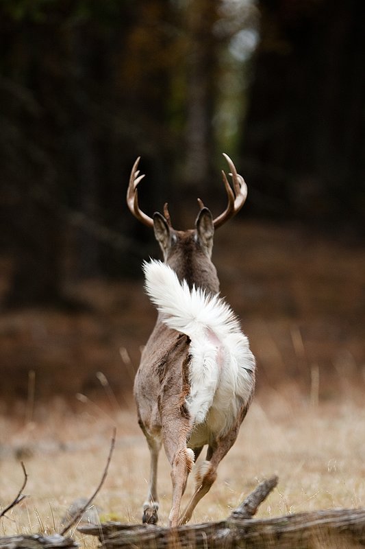 TC-Whitetail Bucks Fall-D01089-03188.jpg :: 10 PT Whitetail Buck running straight away into cover with his white tail (flag) waving