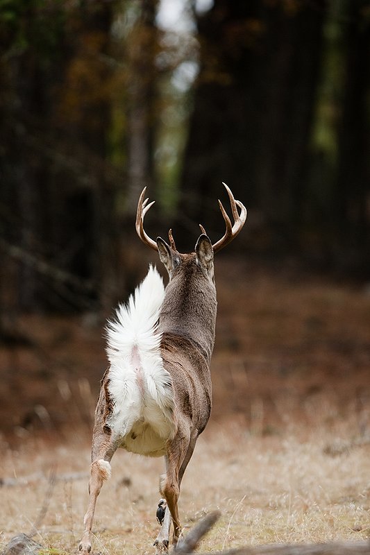 TC-Whitetail Bucks Fall-D01089-03191.jpg :: 10 PT Whitetail Buck running straight away into cover with his white tail (flag) waving