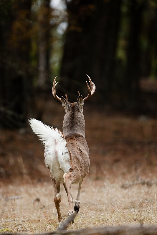 TC-Whitetail Bucks Fall-D01089-03195.jpg :: 10 PT Whitetail Buck running straight away into cover with his white tail (flag) waving
