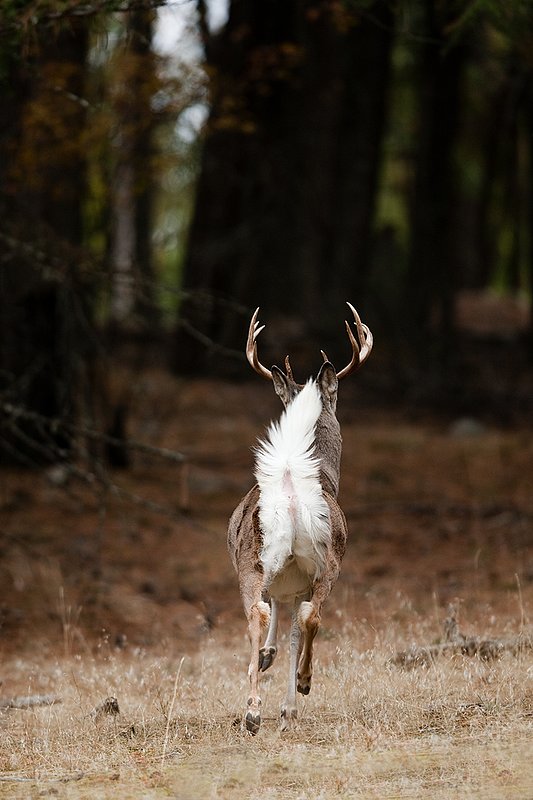 TC-Whitetail Bucks Fall-D01089-03200.jpg :: 10 PT Whitetail Buck running straight away into cover with his white tail (flag) waving