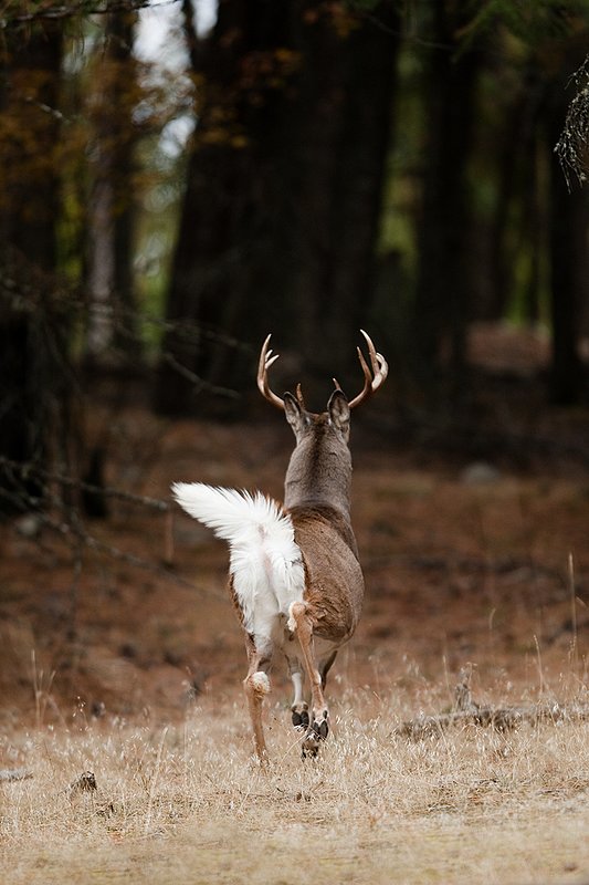 TC-Whitetail Bucks Fall-D01089-03204.jpg :: 10 PT Whitetail Buck running straight away into cover with his white tail (flag) waving