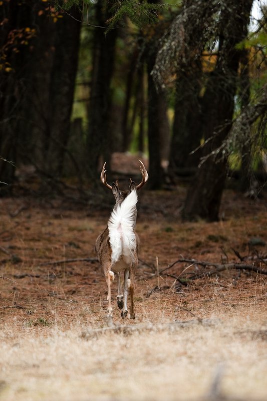 TC-Whitetail Bucks Fall-D01089-03212.jpg :: 10 PT Whitetail Buck running straight away into cover with his white tail (flag) waving