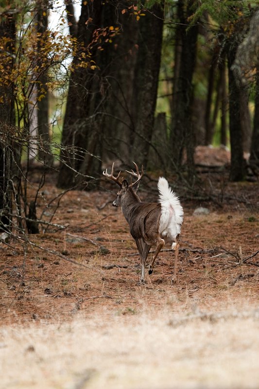 TC-Whitetail Bucks Fall-D01089-03218.jpg :: 10 PT Whitetail Buck running straight away into cover with his white tail (flag) waving