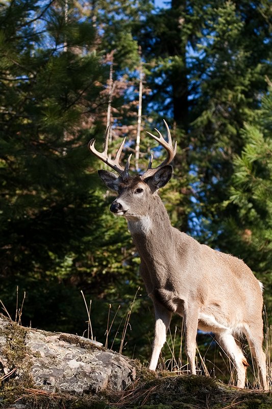 TC-Whitetail Bucks Fall-D01089-03219.jpg :: 10pt Whitetail buck with neck swollen from rutting standing alertly on a rocky ledge at edge of timbered hillside