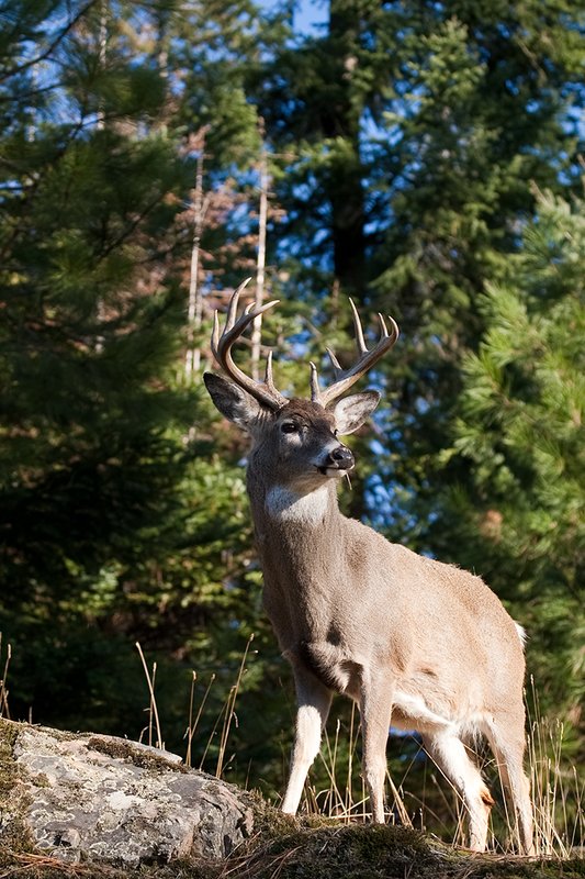 TC-Whitetail Bucks Fall-D01089-03223.jpg :: 10pt Whitetail buck with neck swollen from rutting standing alertly on a rocky ledge at edge of timbered hillside