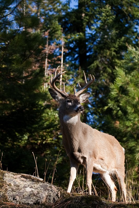 TC-Whitetail Bucks Fall-D01089-032231.jpg :: 10pt Whitetail buck with neck swollen from rutting standing alertly on a rocky ledge at edge of timbered hillside