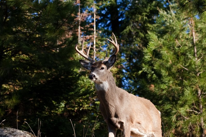 TC-Whitetail Bucks Fall-D01089-03228.jpg :: 10pt Whitetail buck with neck swollen from rutting standing alertly on a rocky ledge at edge of timbered hillside