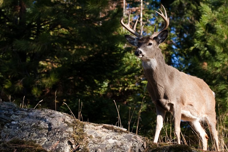 TC-Whitetail Bucks Fall-D01089-03231.jpg :: 10pt Whitetail buck with neck swollen from rutting standing alertly on a rocky ledge at edge of timbered hillside