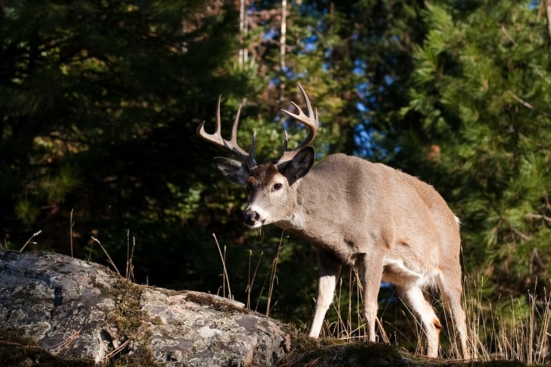 TC-Whitetail Bucks Fall-D01089-03232.jpg :: 10pt Whitetail buck with neck swollen from rutting standing alertly on a rocky ledge at edge of timbered hillside
