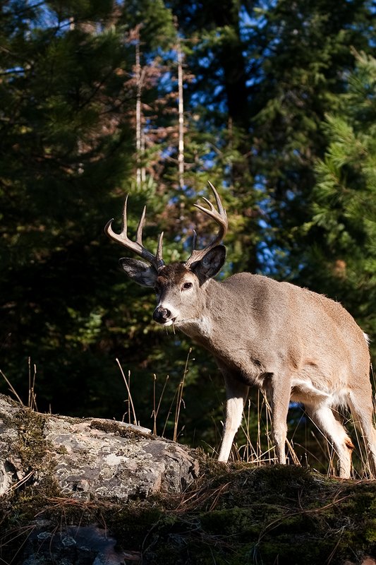 TC-Whitetail Bucks Fall-D01089-03240.jpg :: 10pt Whitetail buck with neck swollen from rutting standing alertly on a rocky ledge at edge of timbered hillside