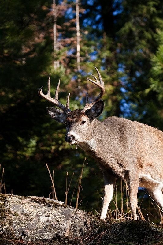 TC-Whitetail Bucks Fall-D01089-03244.jpg :: 10pt Whitetail buck with neck swollen from rutting standing alertly on a rocky ledge at edge of timbered hillside