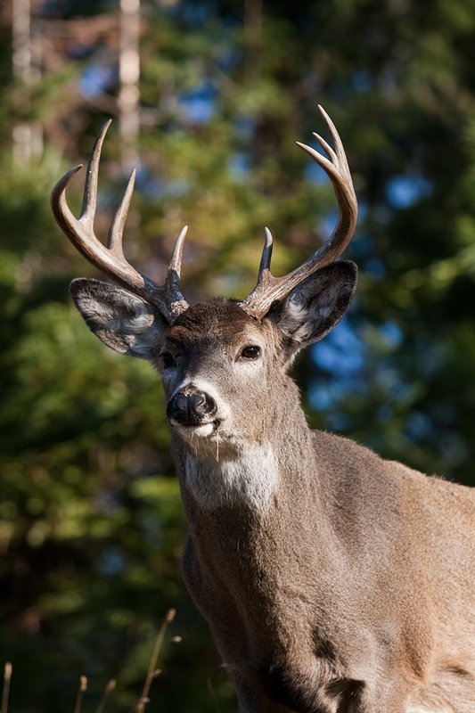 TC-Whitetail Bucks Fall-D01089-03248.jpg :: 10pt Whitetail buck with neck swollen from rutting standing alertly on a rocky ledge at edge of timbered hillside
