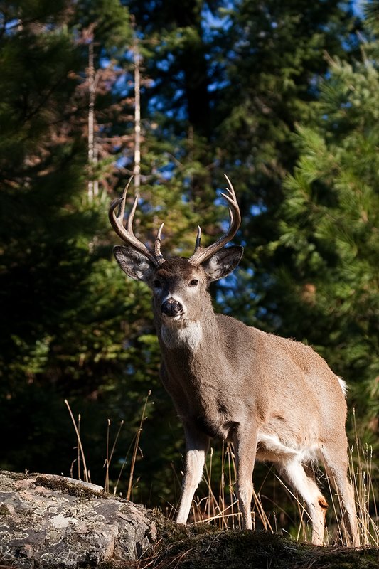 TC-Whitetail Bucks Fall-D01089-03252.jpg :: 10pt Whitetail buck with neck swollen from rutting standing alertly on a rocky ledge at edge of timbered hillside