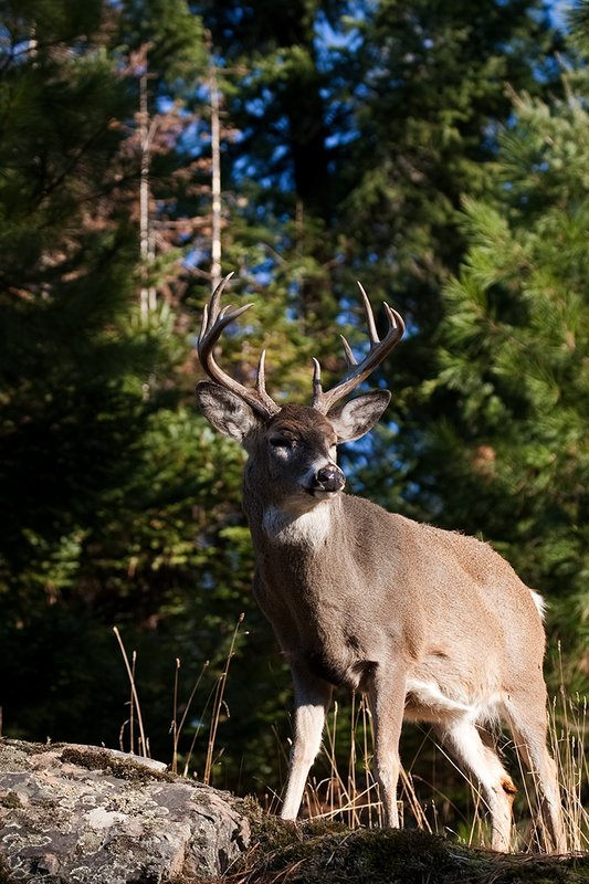 TC-Whitetail Bucks Fall-D01089-03256.jpg :: 10pt Whitetail buck with neck swollen from rutting standing alertly on a rocky ledge at edge of timbered hillside