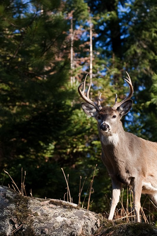 TC-Whitetail Bucks Fall-D01089-03260.jpg :: 10pt Whitetail buck with neck swollen from rutting standing alertly on a rocky ledge at edge of timbered hillside