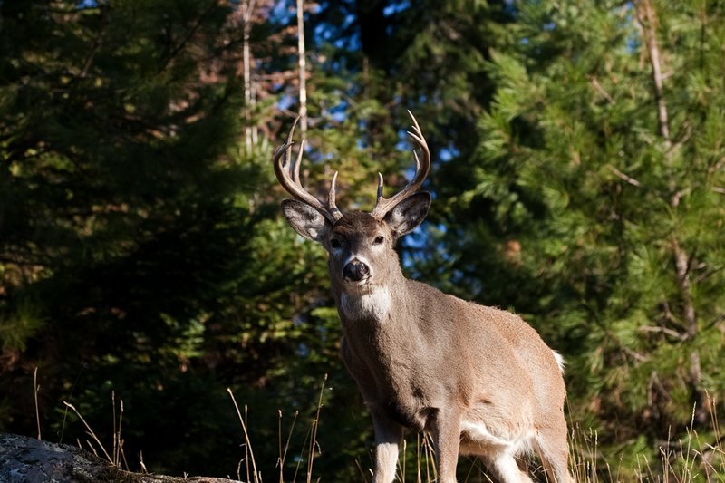 TC-Whitetail Bucks Fall-D01089-032641.jpg :: 10pt Whitetail buck with neck swollen from rutting standing alertly on a rocky ledge at edge of timbered hillside