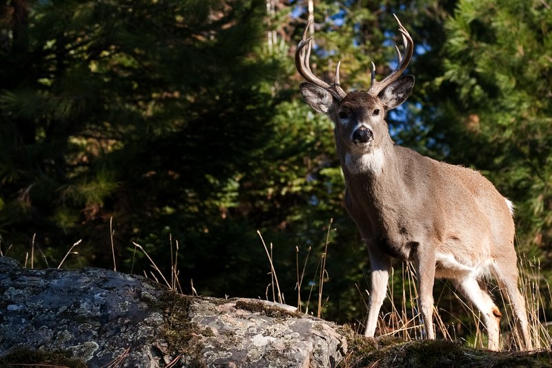 TC-Whitetail Bucks Fall-D01089-032681.jpg :: 10pt Whitetail buck with neck swollen from rutting standing alertly on a rocky ledge at edge of timbered hillside