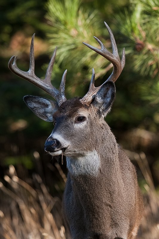 TC-Whitetail Bucks Fall-D01089-032751.jpg :: 10pt Whitetail buck with neck swollen from rutting