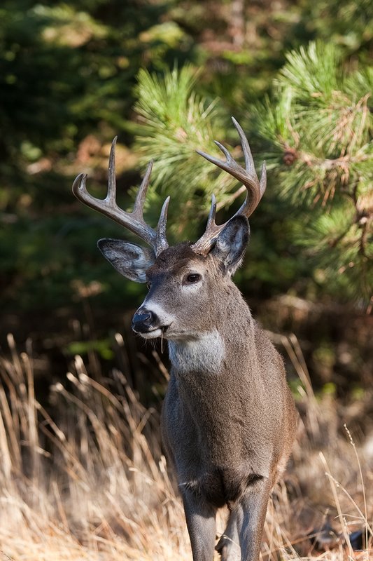 TC-Whitetail Bucks Fall-D01089-032761.jpg :: 10pt Whitetail buck with neck swollen from rutting