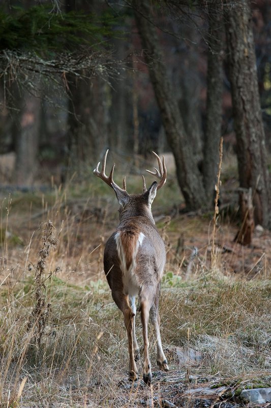 TC-Whitetail Bucks Fall-D01089-03360.jpg :: 10pt Whitetail buck with neck swollen from rutting walking straight away