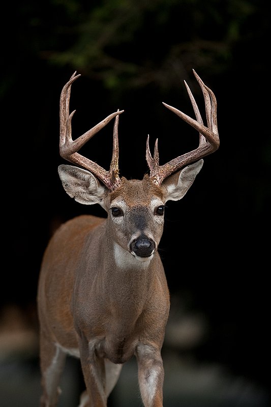 TC-Whitetail Bucks Fall-D01089-03503.jpg :: Trophy Class 12pt (with split G-2's) right after stripping his velvet head/shoulder portrait of him walking out of timber shadows into beam of sunlight