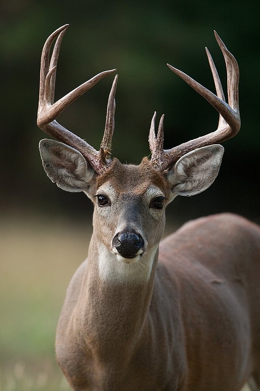 TC-Whitetail Bucks Fall-D01089-03519.jpg :: Trophy Class 12pt (with split G-2's) right after stripping his velvet head/shoulder portrait