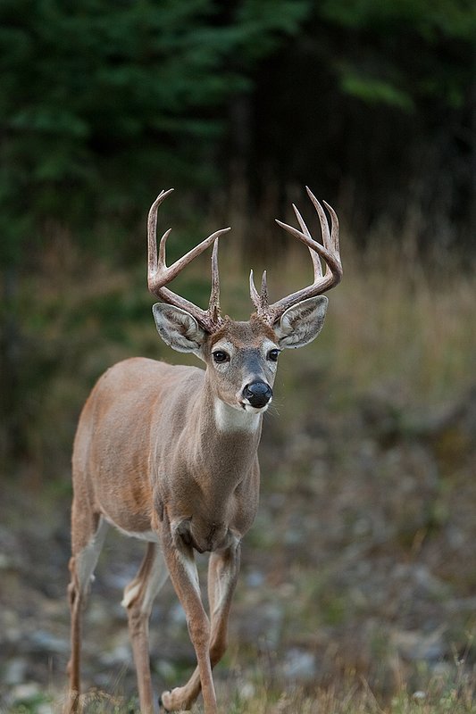 TC-Whitetail Bucks Fall-D01089-03552.jpg :: Trophy Class 12pt (with split G-2's) right after stripping his velvet walking straight on