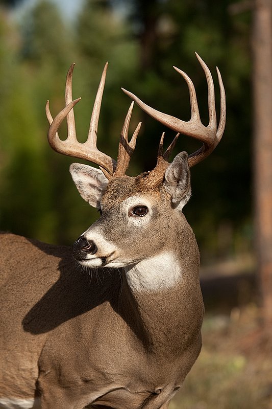 TC-Whitetail Bucks Fall-D01089-03575.jpg :: Trophy class 12 pt Whitetail Buck head/shoulder portrait