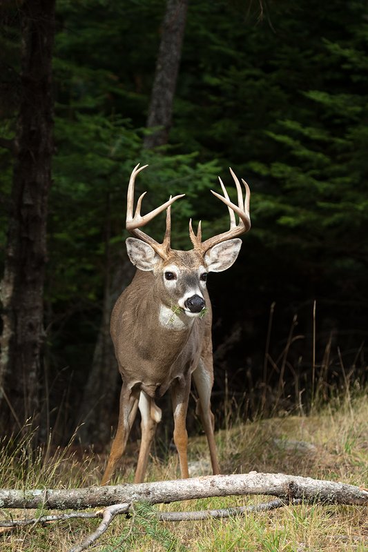 TC-Whitetail Bucks Fall-D01089-03632.jpg :: Trophy class 12 pt Whitetail Buck pauses from eating pine needles from fallen branch on ground
