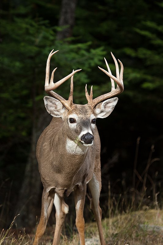 TC-Whitetail Bucks Fall-D01089-03633.jpg :: Trophy class 12 pt Whitetail Buck pauses from eating pine needles from fallen branch on ground