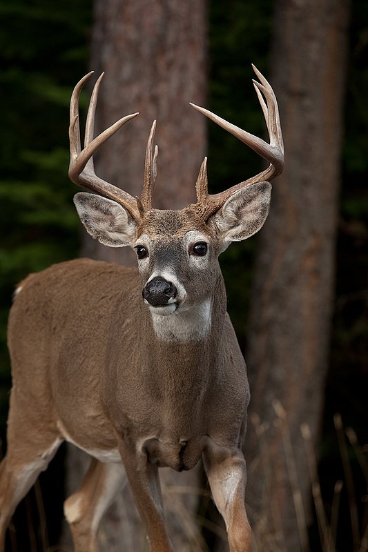 TC-Whitetail Bucks Fall-D01089-03641.jpg
