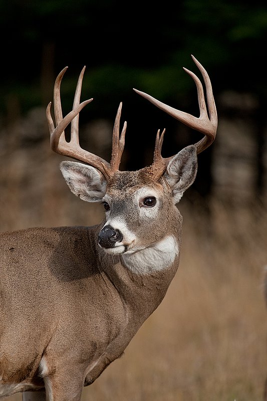 TC-Whitetail Bucks Fall-D01089-03707.jpg :: Trophy class 12 pt Whitetail Buck head/shoulder portrait tuned alertly looking back over his shoulder